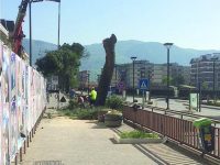 Via gli alberi pericolosi dalle strade di Isernia