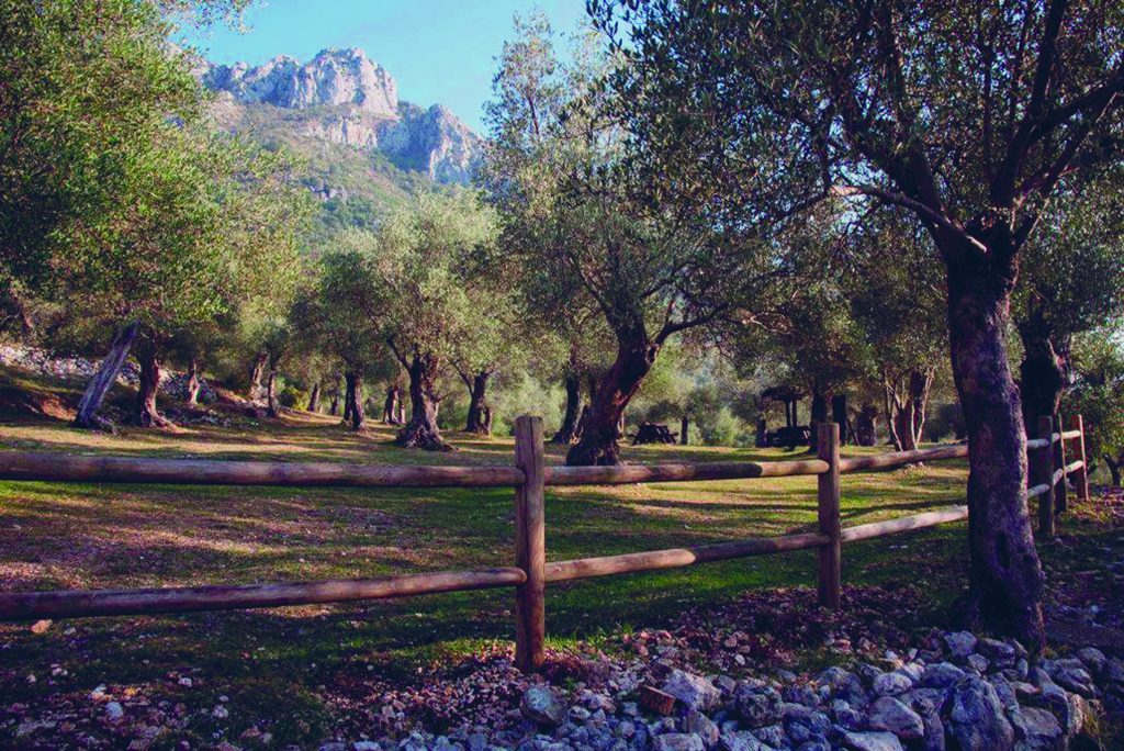 L’olio di Venafro esaltato da “Touring magazine”