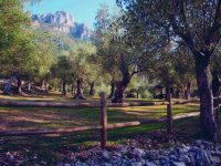 L’olio di Venafro esaltato da “Touring magazine”