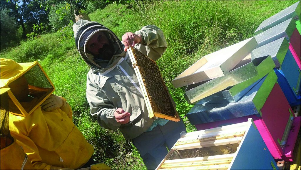 Dall’Ismea 70 milioni per i giovani futuri agricoltori