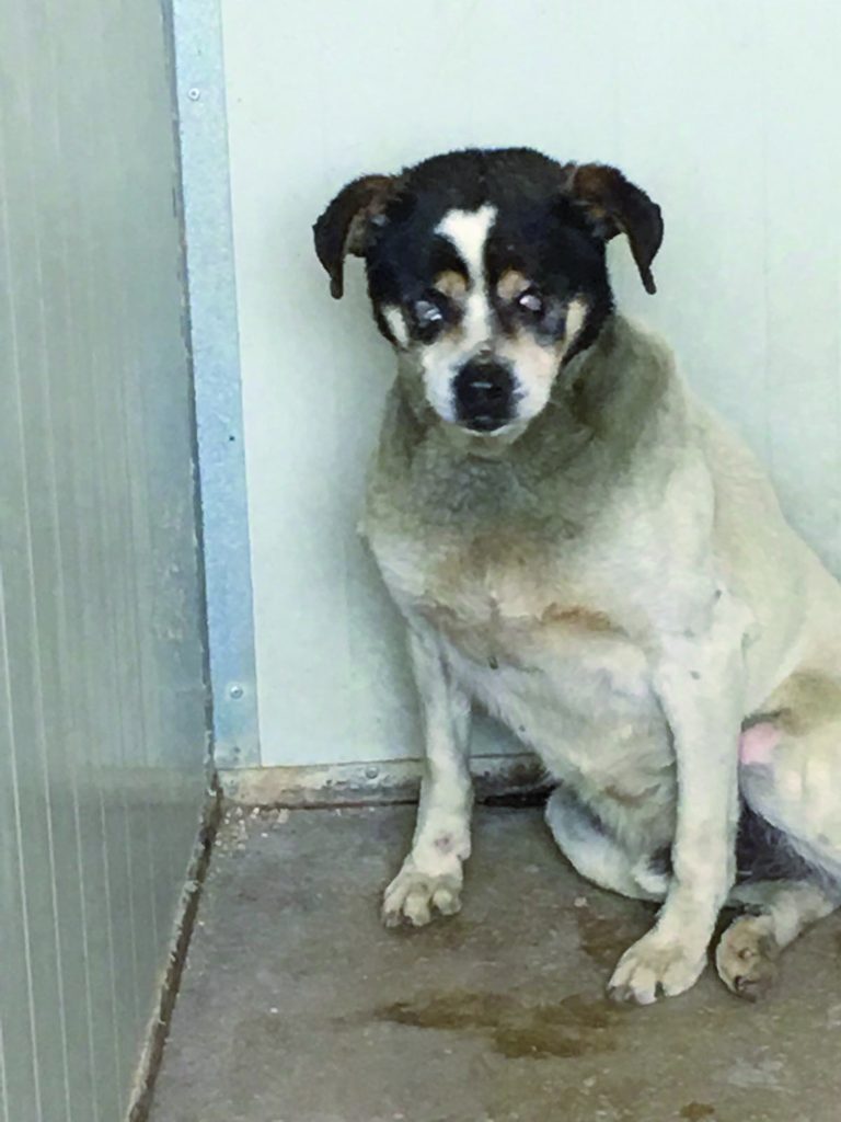 ‘Anziano’ e quasi cieco, amico a 4 zampe cerca una famiglia