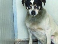 ‘Anziano’ e quasi cieco, amico a 4 zampe cerca una famiglia