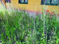 Isernia, erba alta sulle strade e vicino alle scuole: esplode la protesta