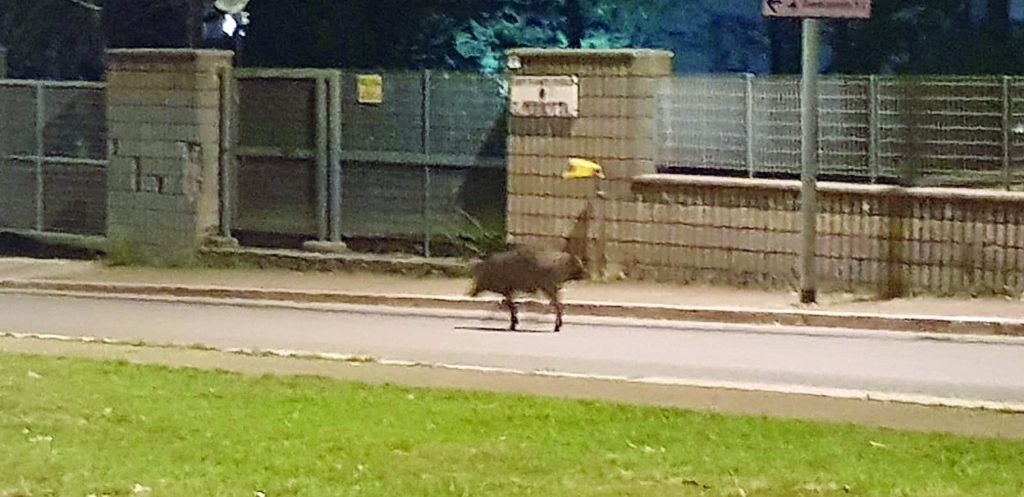 Termoli, cinghiale a spasso nel parco comunale: ordinati cattura e abbattimento