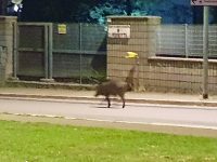 Termoli, cinghiale a spasso nel parco comunale: ordinati cattura e abbattimento
