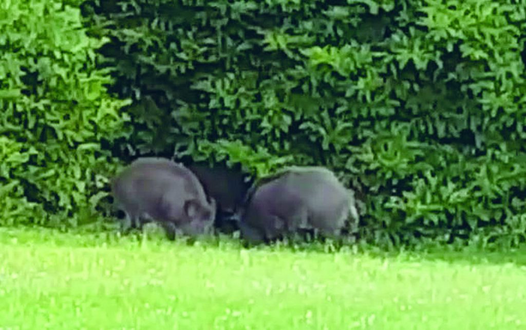Isernia, cinghiali nel giardino ed è panico tra i residenti dell’Acqua Solfurea
