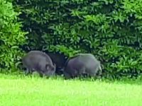 Isernia, cinghiali nel giardino ed è panico tra i residenti dell’Acqua Solfurea