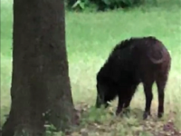 La caccia al cinghiale diventa virale, parla Termoli Futura