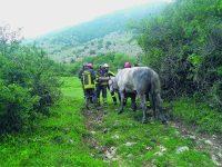 Ceppagna, toro finisce in un pozzo: per il salvataggio necessario l’intervento dell’elicottero dei Vigili del fuoco
