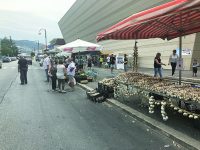 L’attesa è finita: si celebra la cipolla ‘regina’ di Isernia