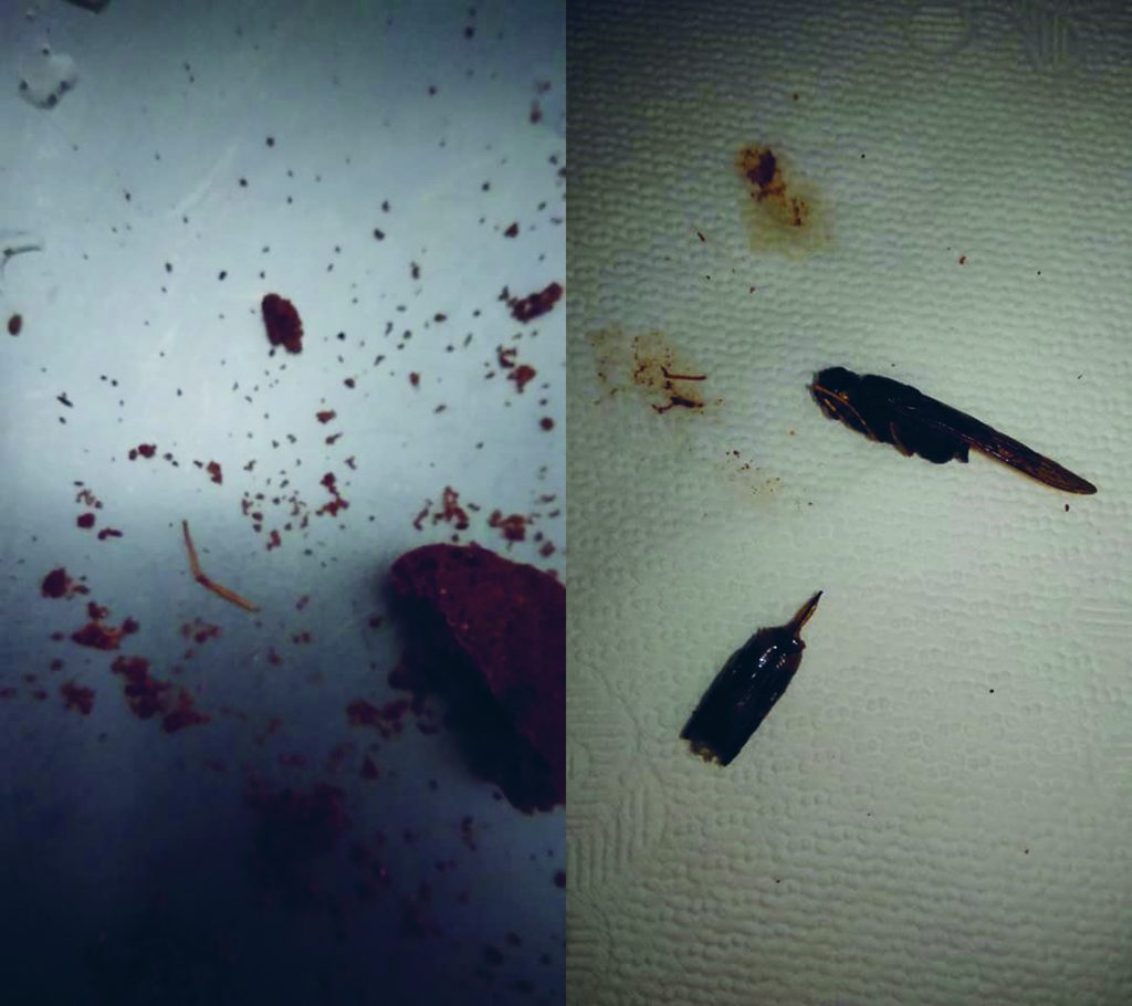 Termoli, insetto stecchito nei biscotti della prima colazione