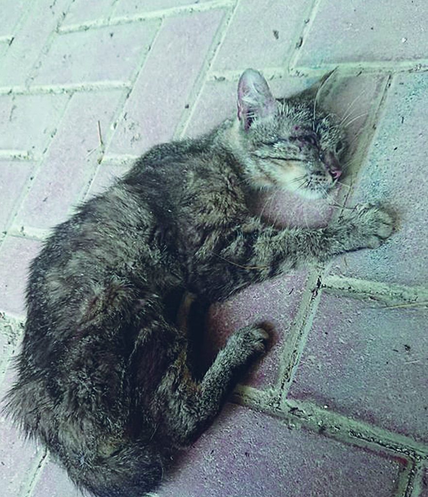 Campobasso, orrore a Vazzieri: gatto lapidato a morte da tre ragazzini