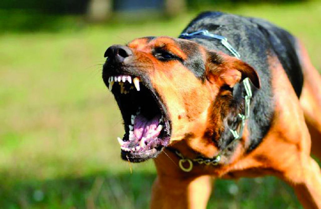 Rocchetta a Volturno, aggredita dai cani mentre passeggia: 36enne finisce al pronto soccorso