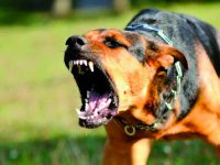 Rocchetta a Volturno, aggredita dai cani mentre passeggia: 36enne finisce al pronto soccorso
