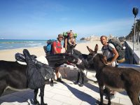 Da Santiago de Compostela a Gerusalemme solo con tre somari: la marcia della pace passa per Termoli