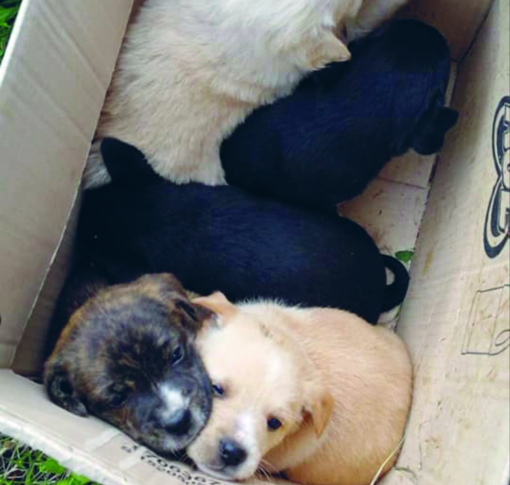 Abbandonati come fossero rifiuti, cinque cuccioli cercano casa