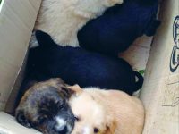 Abbandonati come fossero rifiuti, cinque cuccioli cercano casa