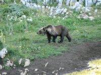 San Pietro Avellana, nuova incursione di orsa Peppina che fa incetta di polli