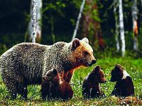 Orsa Peppina a caccia di polli e conigli a San Pietro Avellana