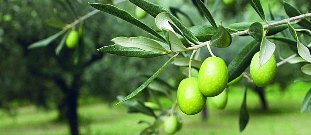 Crollo dell’extravergine in Italia, in Molise la produzione regge