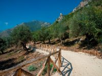 Camminata tra gli olivi a Venafro, definito il programma