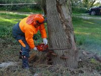 Isernia, dopo il maltempo il Comune abbatte 27 piante pericolose