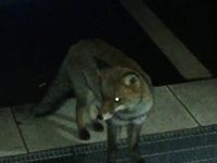 Isernia, adottata dal rione Sacro Cuore la volpe golosa e bisognosa d’affetto