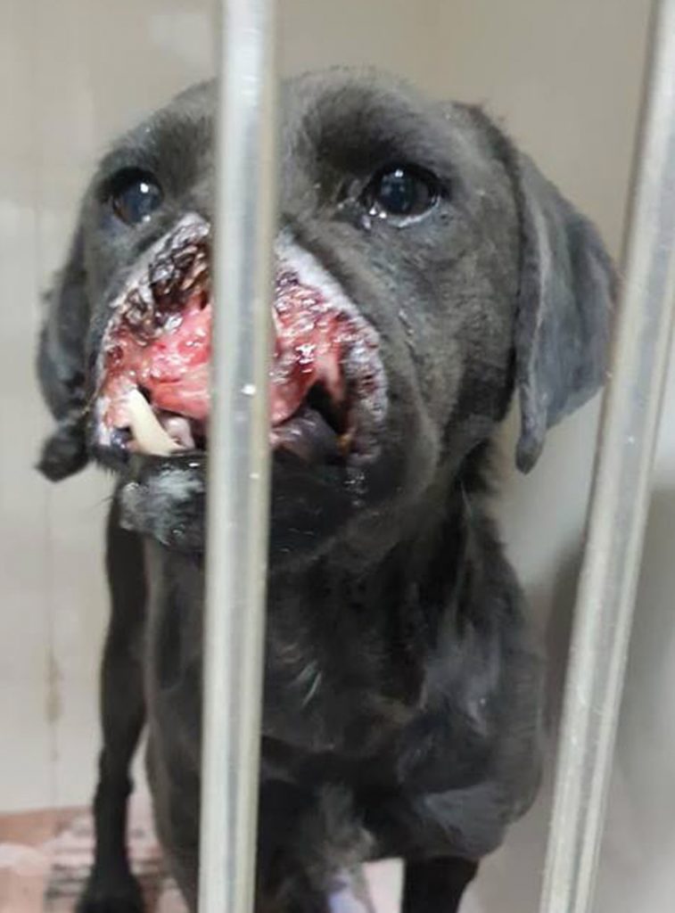 Cane sfigurato da un petardo, scatta la solidarietà