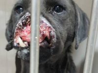 Cane sfigurato da un petardo, scatta la solidarietà