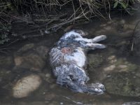 Ancora schiuma nel Rava, animali morti: a Venafro arriva l’Arpa