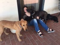 Pochi fondi per aiutare cani e gatti randagi: Lida di Isernia a rischio chiusura