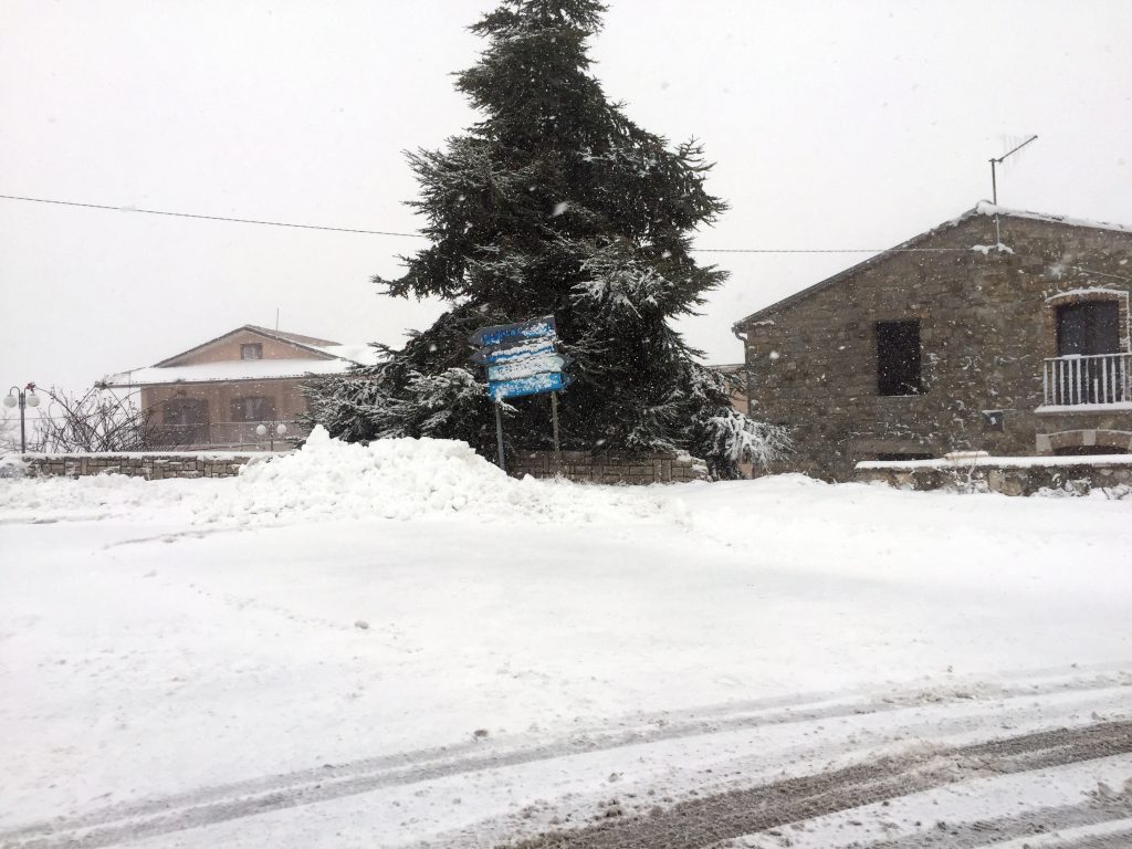 Neve e gelo, allarme di Coldiretti: nuovi danni dopo un 2018 nefasto