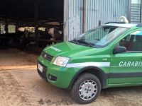 Aveva un asino ‘abusivo’ in azienda: imprenditore isernino finisce nella rete dell’Arma