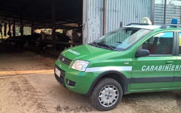 Aveva un asino ‘abusivo’ in azienda: imprenditore isernino finisce nella rete dell’Arma