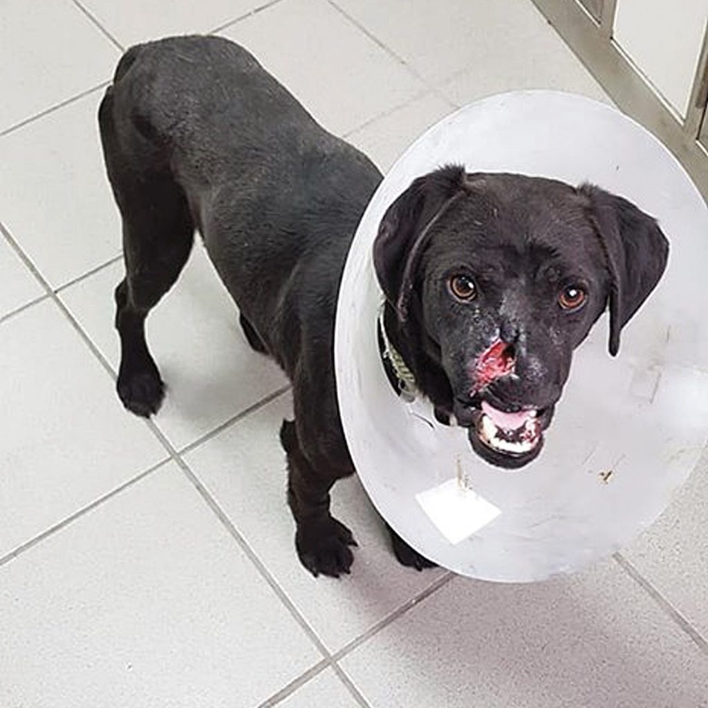 Peppino cerca casa, ecco i criteri stabiliti dall’Apac per l’adozione