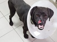 Peppino cerca casa, ecco i criteri stabiliti dall’Apac per l’adozione