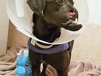 Campobasso, buone notizie dall’Apac: Peppino ha trovato casa e le sue condizioni migliorano in fretta