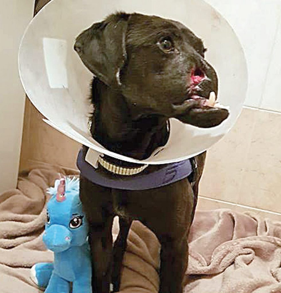 Campobasso, buone notizie dall’Apac: Peppino ha trovato casa e le sue condizioni migliorano in fretta