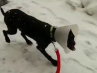 Prima passeggiata tra i fiocchi per Peppino, il video fa il giro del web