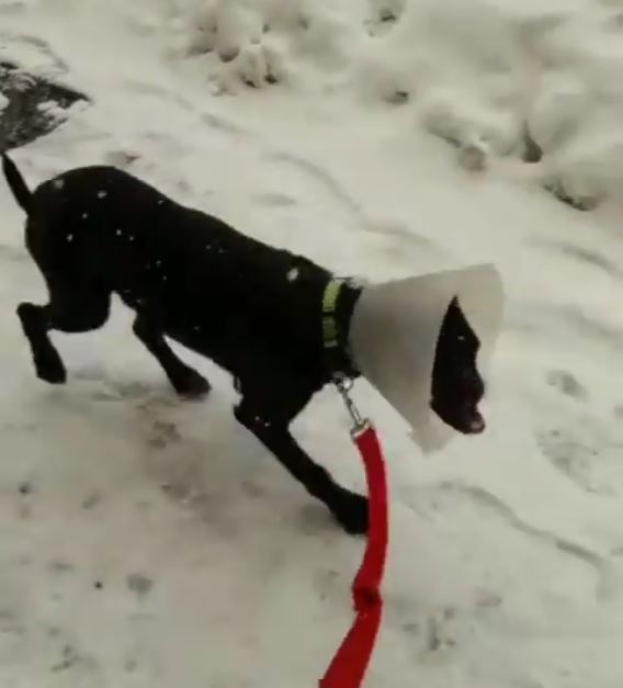 Prima passeggiata tra i fiocchi per Peppino, il video fa il giro del web