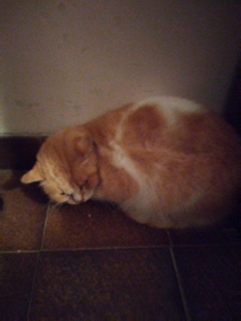 Gatto ritrovato nel quartiere San Giovanni di Campobasso, si cerca il padrone