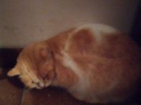 Gatto ritrovato nel quartiere San Giovanni di Campobasso, si cerca il padrone