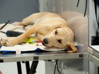 Isernia, ambulatorio veterinario inattivo da mesi: esplode la rabbia delle associazioni