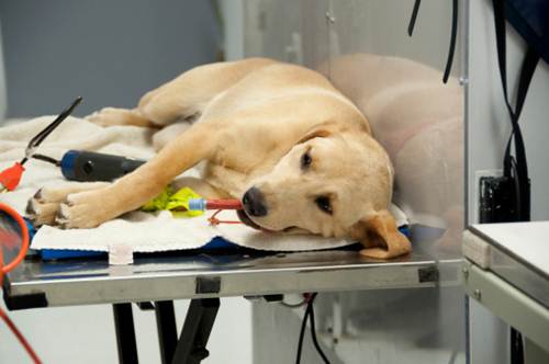 Isernia, ambulatorio veterinario inattivo da mesi: esplode la rabbia delle associazioni