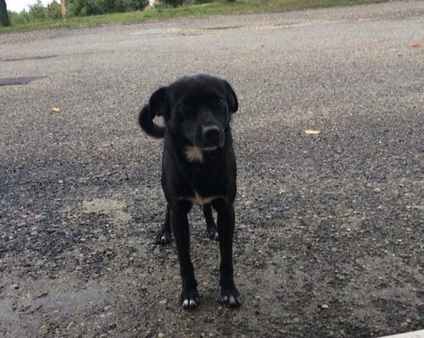 Campobasso, gli legano i testicoli con il fil di ferro: Sky ora sta bene e cerca una famiglia