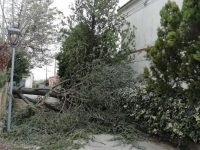Il vento sferza la Valle, numerosi alberi caduti a Venafro e Pozzilli