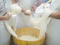 L’oro bianco dell’Alto Molise che crea occupazione e reddito