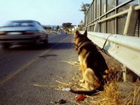 Abbandona il suo cucciolo in strada: scatta la denuncia
