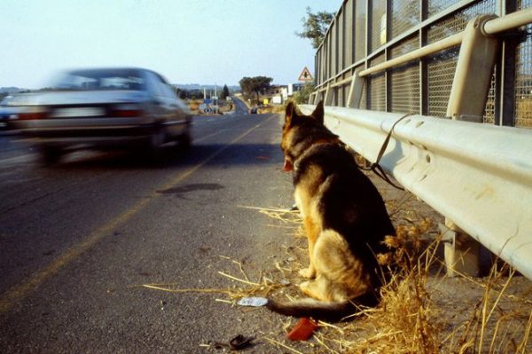 Abbandona il suo cucciolo in strada: scatta la denuncia