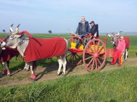 Gli Animalisti europei contro Toma e Carresi